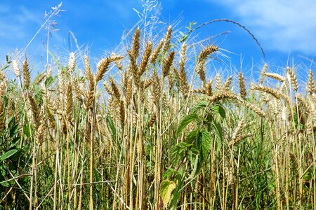 Field nature sky