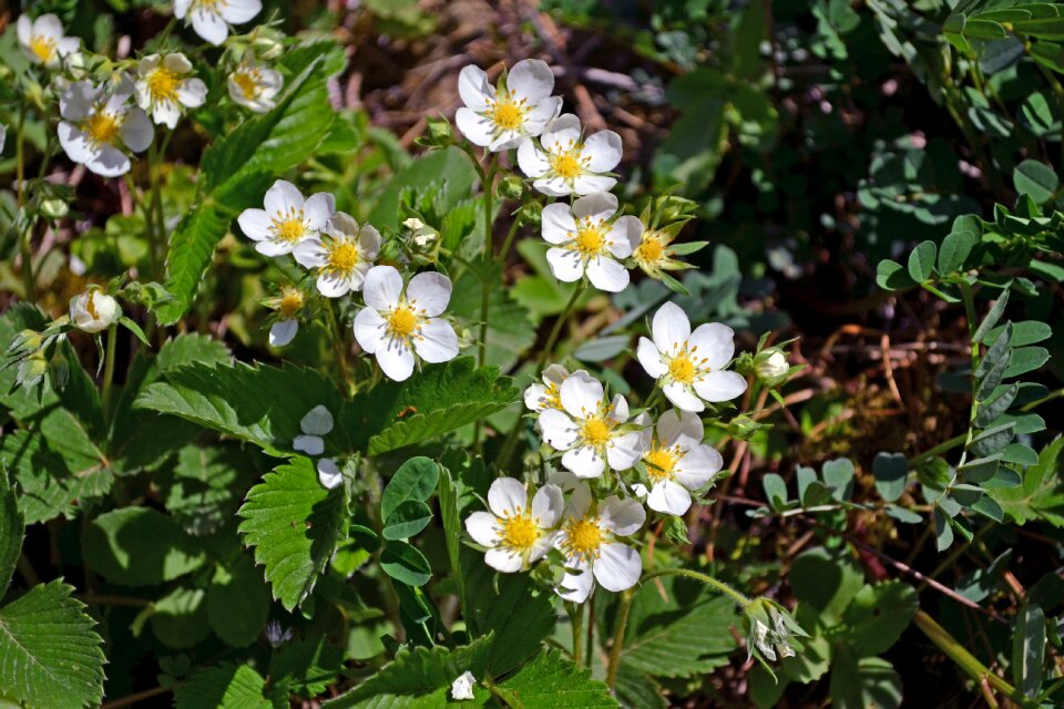 Plants nature spring