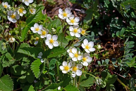 Plants nature spring