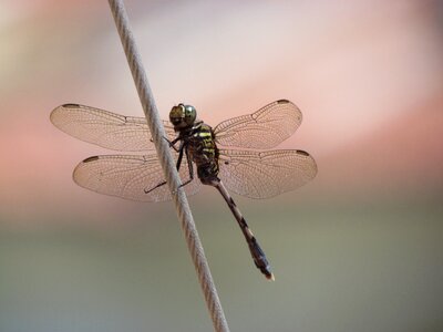 Documentary insect dragonfly photo