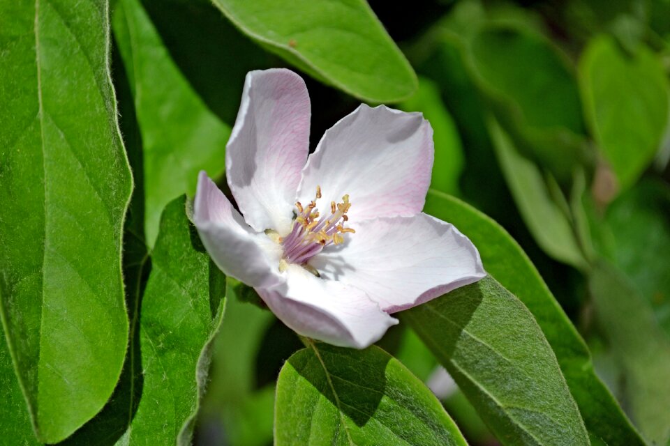 Flower petals nature