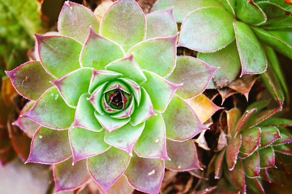 Sempre vivum cactus garden