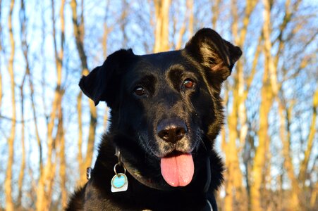 Dog black pant