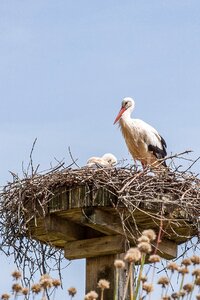 Breed adebar rattle stork photo