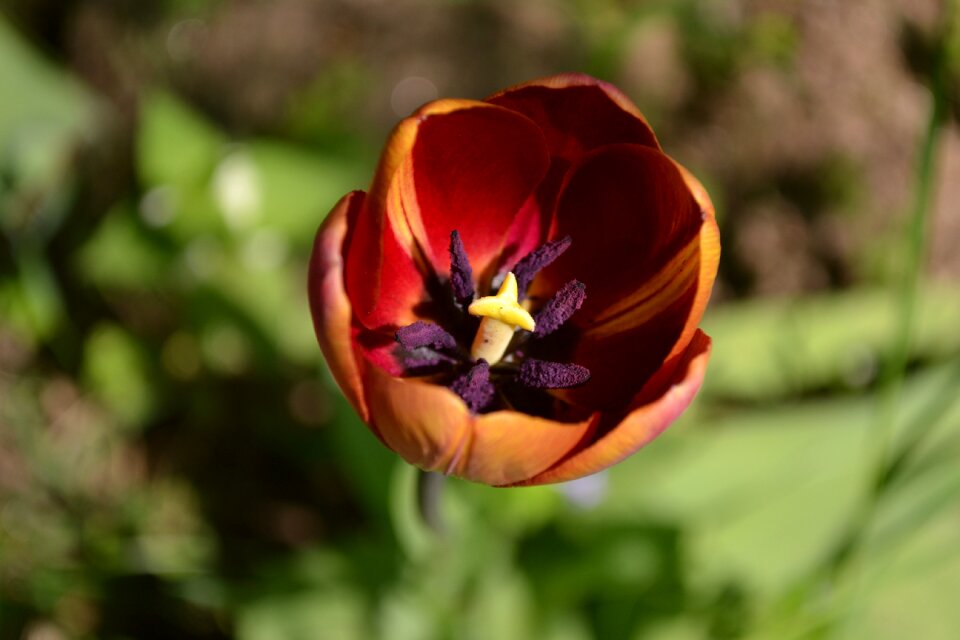 Spring petals tulips