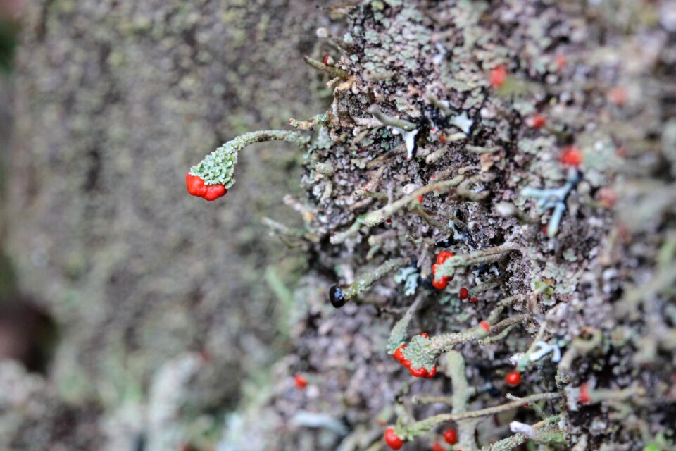 Macro plant nature