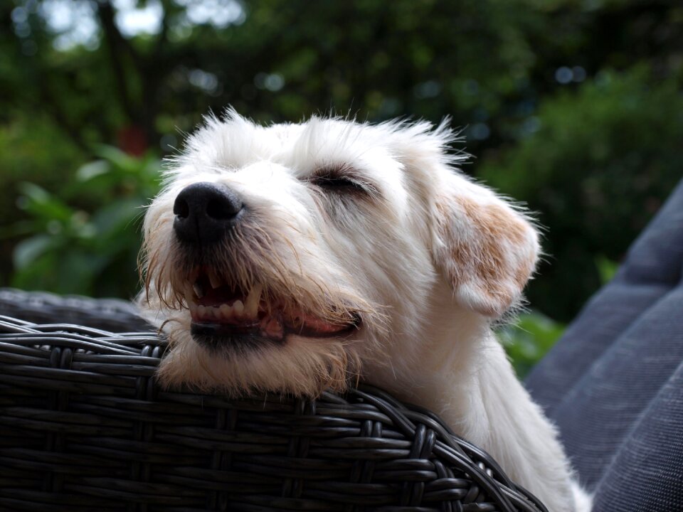 Small dog purebred dog summer
