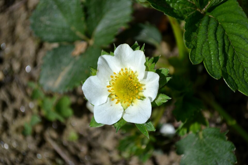 Plant petals supplies
