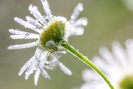 Spider white flower macro photo