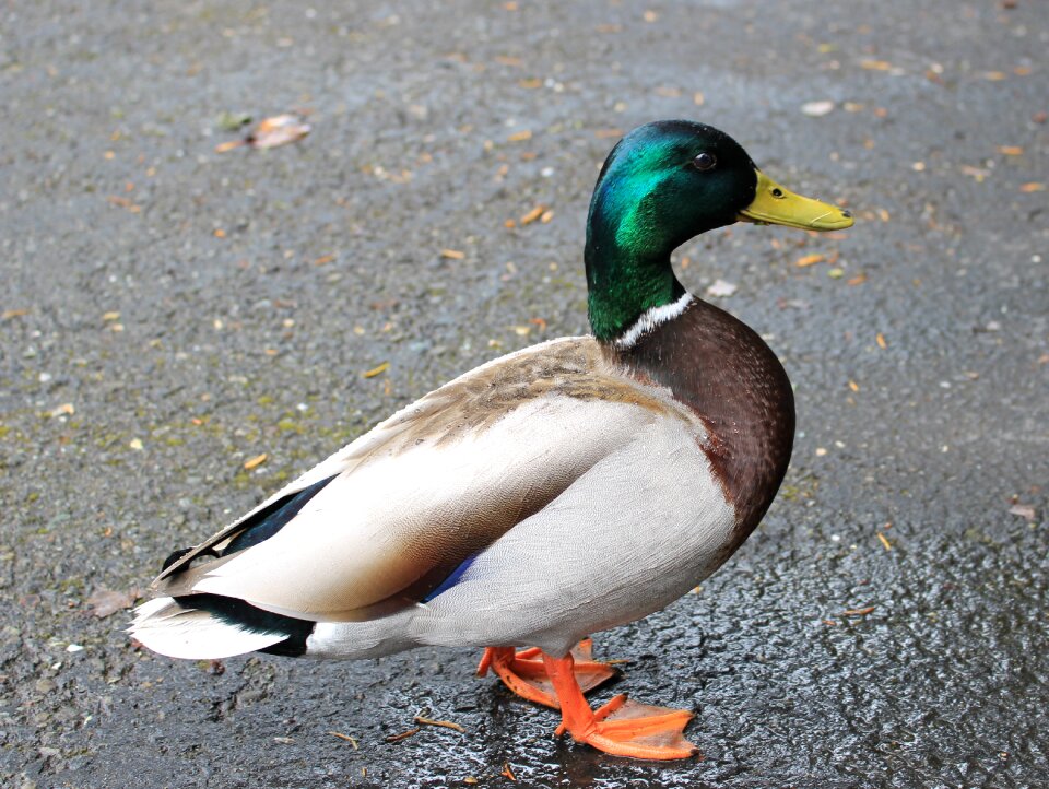 Waterfowl wildlife head