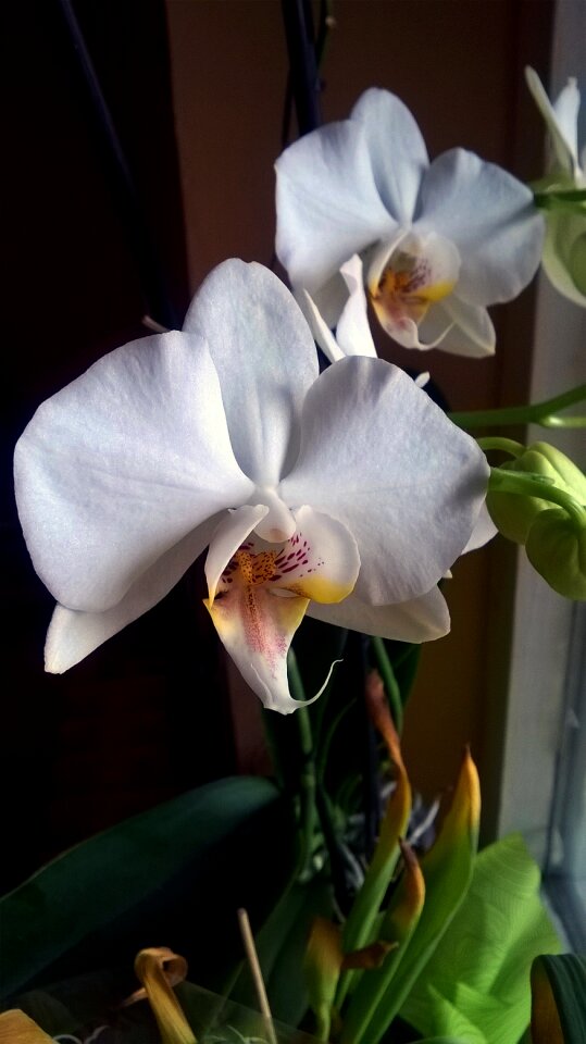 Blossom white plant