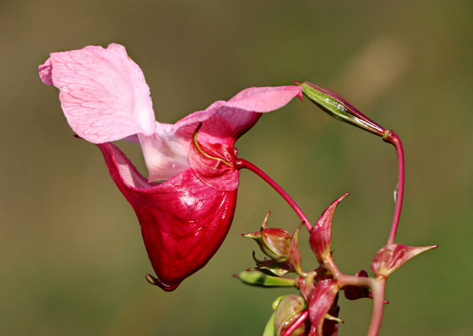 The unusually botanica pink