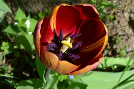 Tulip flowers spring