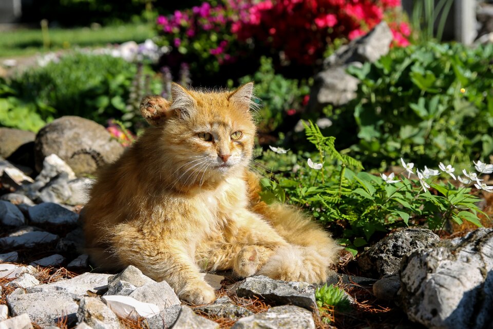 Kitten garden tom-cat