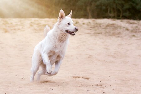 Animal pet action