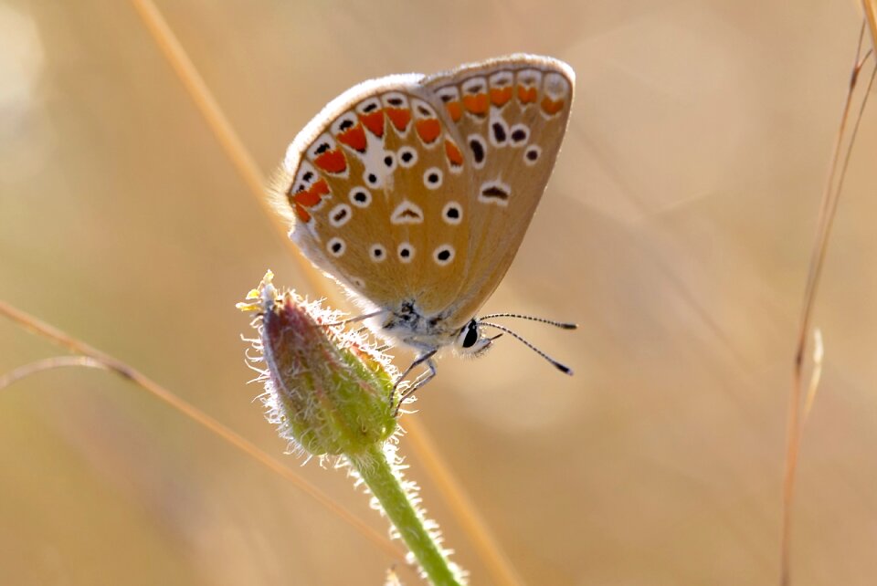 Very eyes turkey butterfly