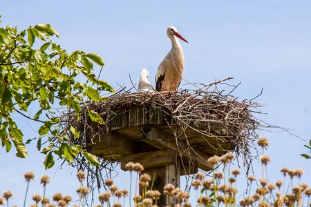Breed adebar rattle stork photo