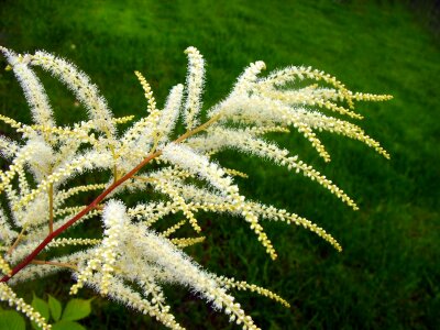 Plant shrub nature