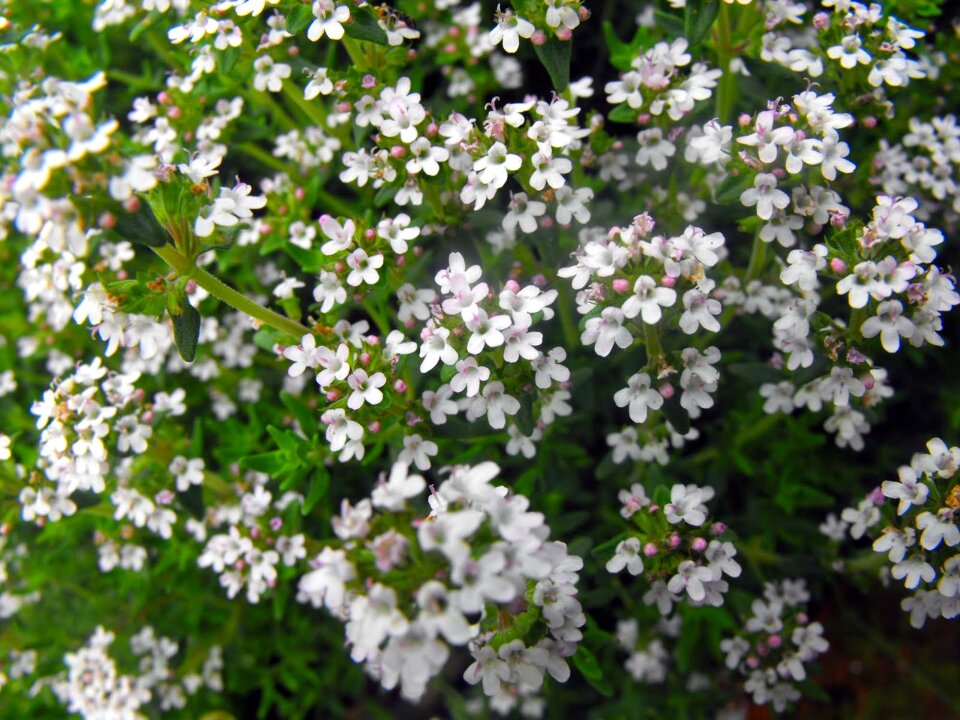 Shrub nature garden