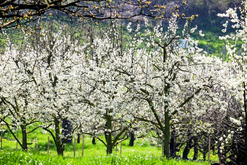 White kaiserstuhl nature