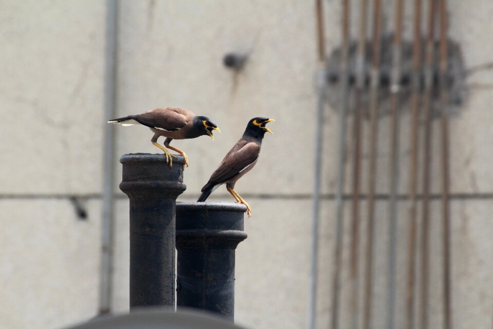 Starling birds lovebirds
