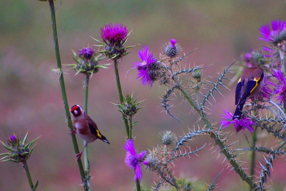 Goldfinch birds thistle