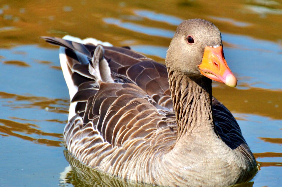 Water bird poultry swim