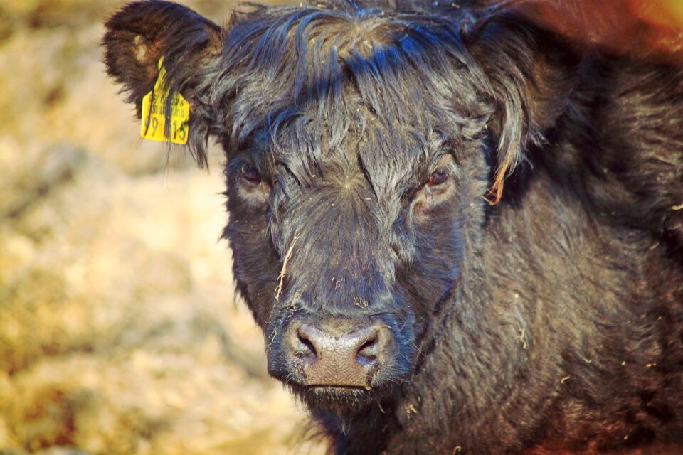 Livestock farm face