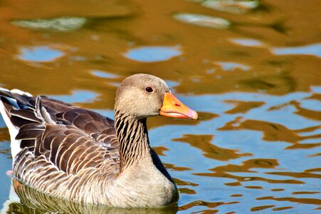 Water bird poultry swim