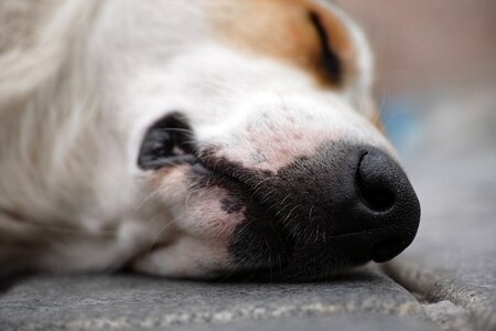 Asleep pets nobody