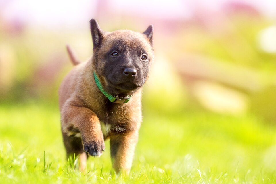 Cute summer young animal