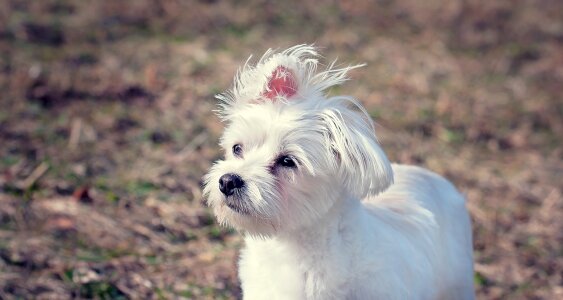 Small dog pet animal