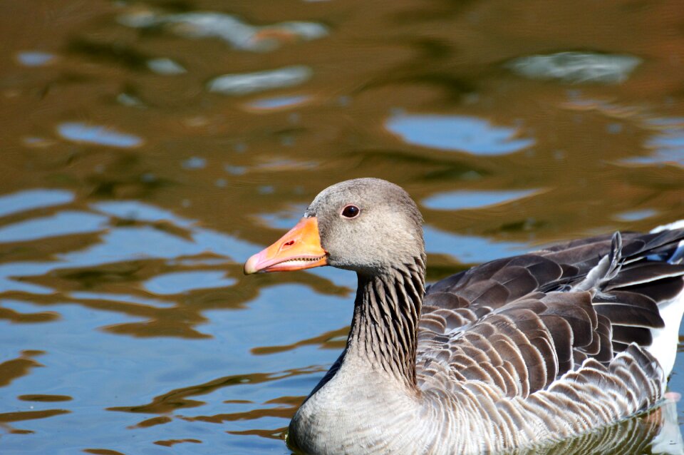 Water bird poultry swim
