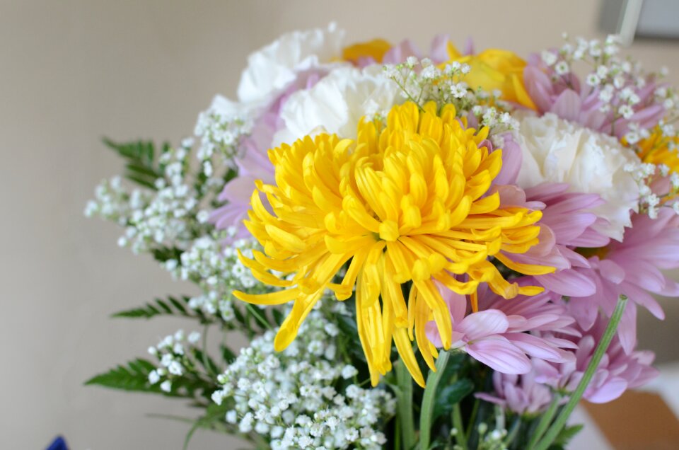 Pink white chrysanthemums