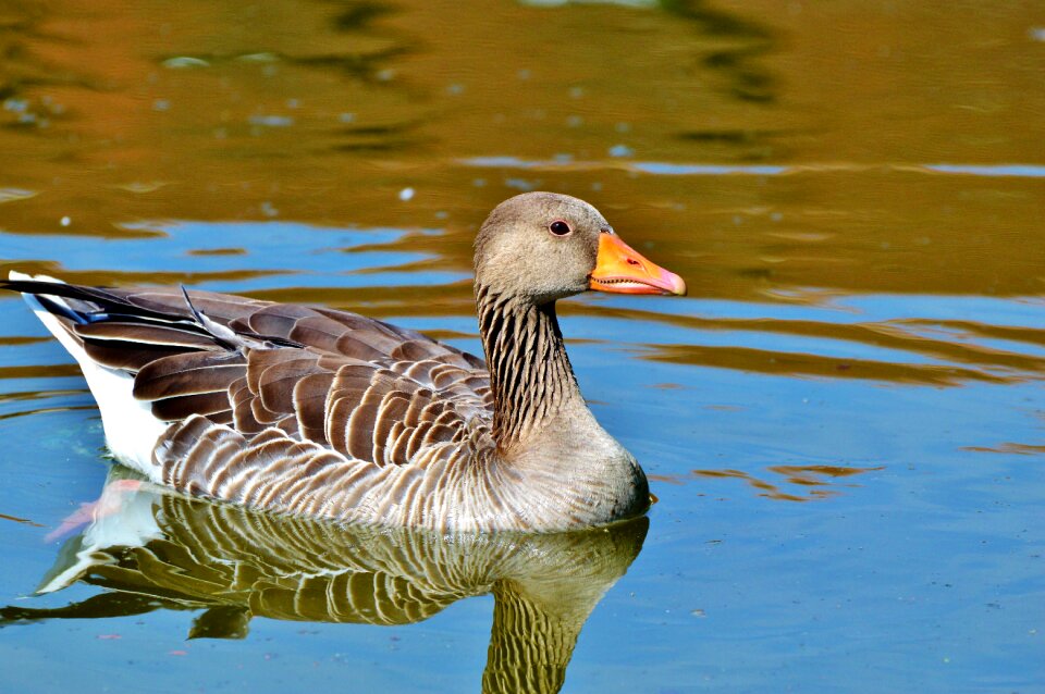 Water bird poultry swim