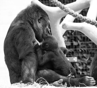 Mother motherly love monkey nut photo