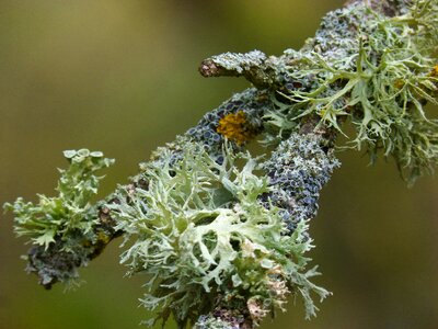 Lichens detail beauty