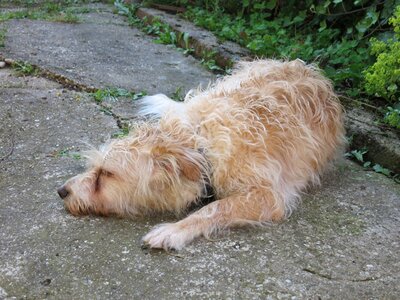 Hund schlafen pelzig