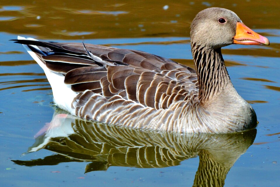 Water bird poultry swim