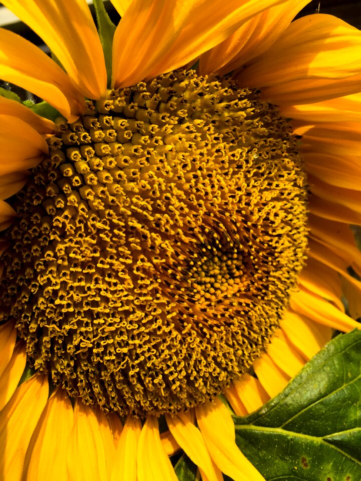 Spring flowers sunflower