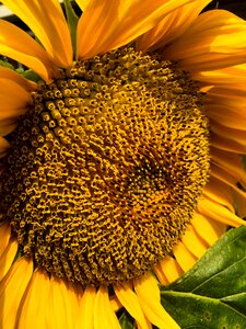 Spring flowers sunflower
