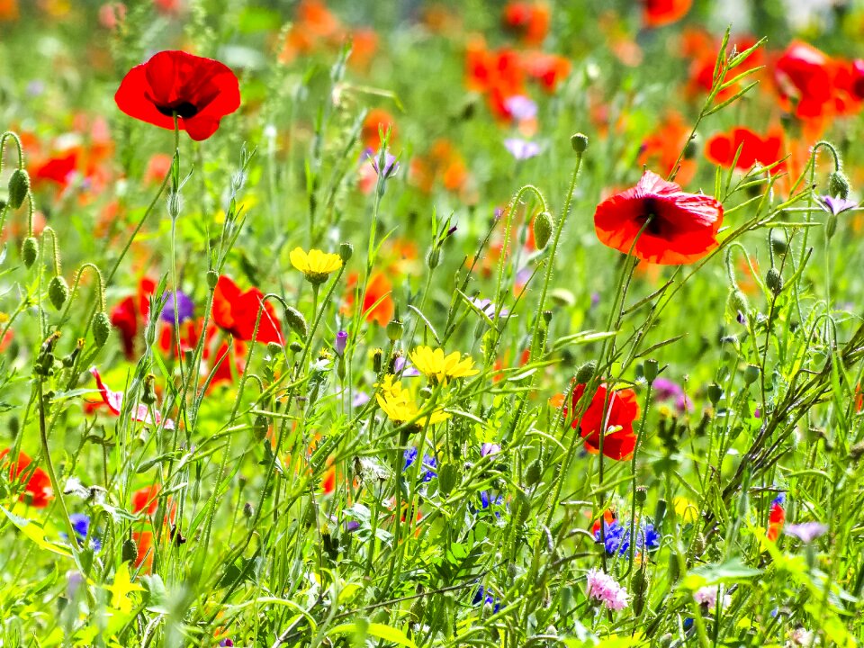 Plant flower meadow nature
