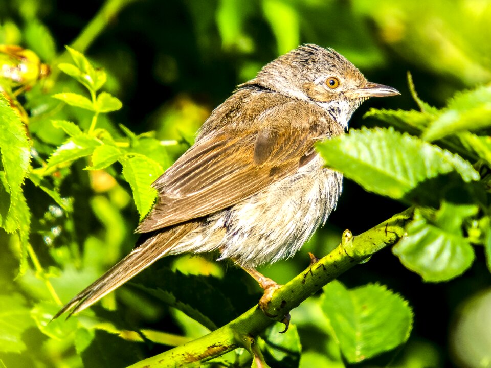 Songbird nature animal