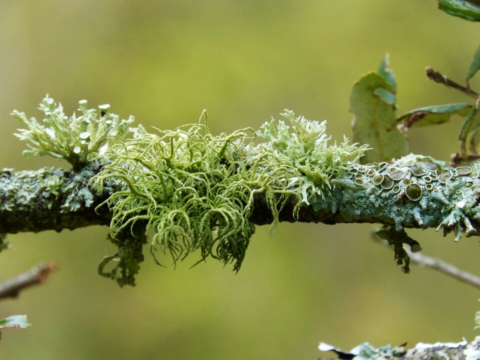 Lichens detail beauty