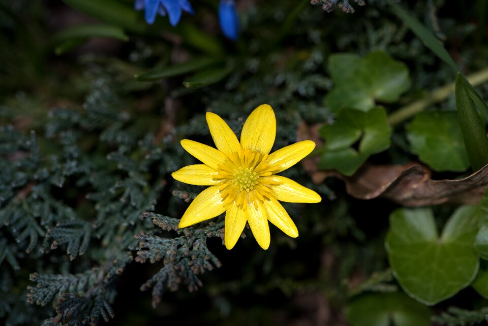 Flower yellow spring flower spring flower