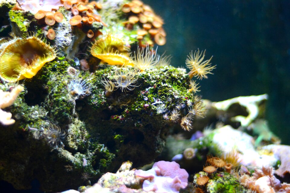 Ocean aquarium diving