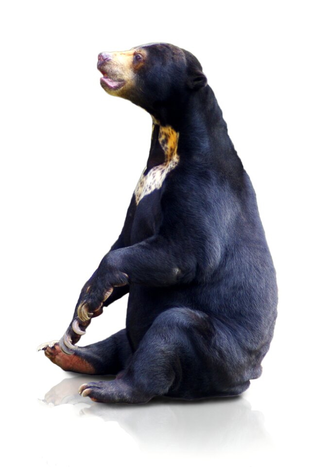 Grizzly predator mammals