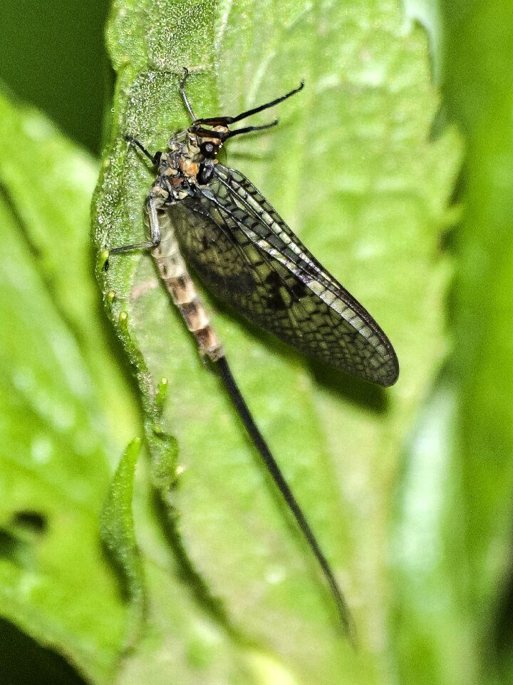 Insect nature animal