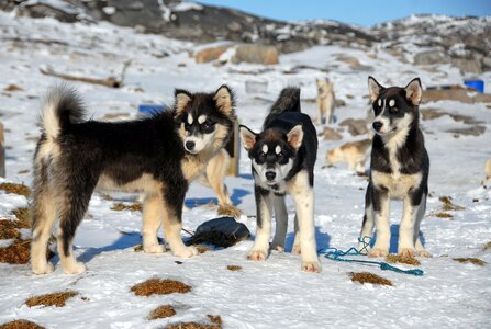 Greenland greenland dog dogs photo