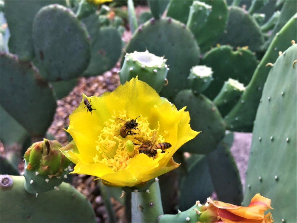Bees yellow cactus bloom